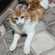 Mustafa Beypınar